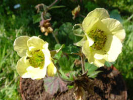 Geum sp
